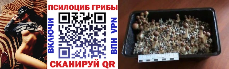 Купить закладки  Андреаполь  Псилоцибиновые грибы прущие грибы 